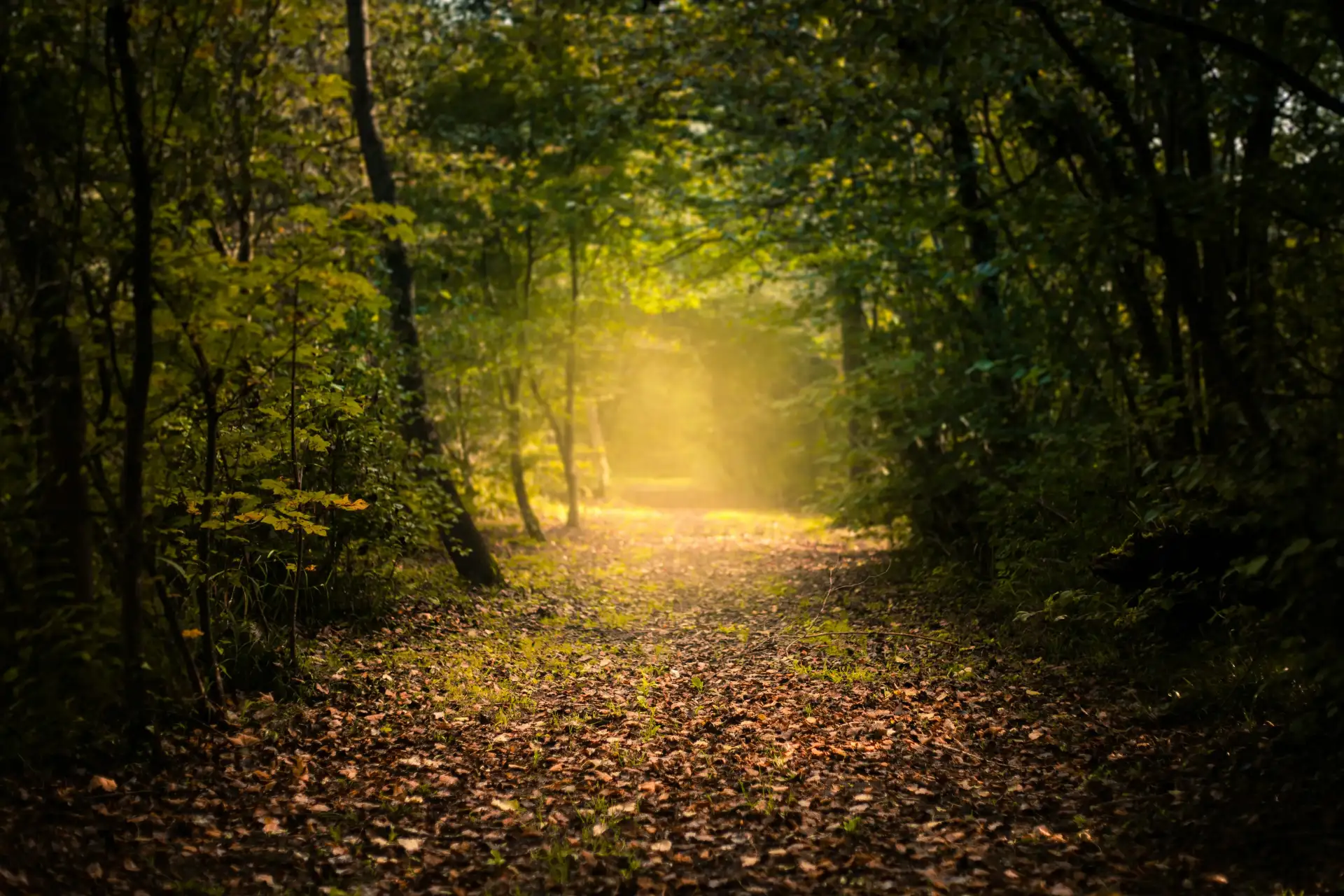 The Way Will Find You